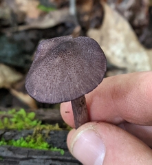 Entoloma violaceum