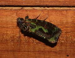 Eudocima smaragdipicta