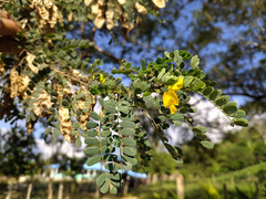 Diphysa carthagenensis