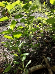 Magnoliopsida