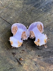 Cortinarius austrovaginatus