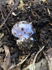 Cortinarius austrovaginatus