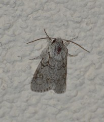 Acronicta tota