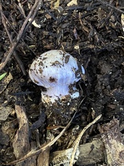 Cortinarius austrovaginatus