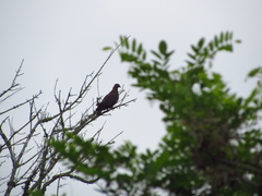 Patagioenas araucana