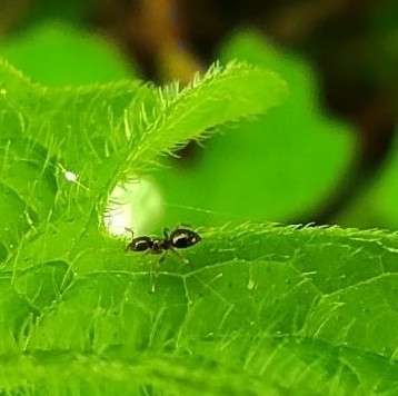 Brachymyrmex heeri