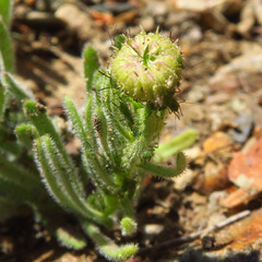 Erigeron klamathensis