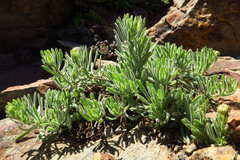 Erigeron klamathensis