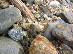 Rhinella atacamensis