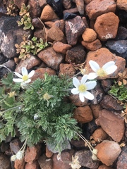 Anemone drummondii
