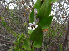 Monttea chilensis