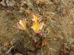 Alstroemeria diluta
