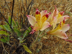 Alstroemeria diluta