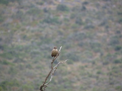 Scelorchilus albicollis