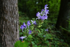 Scutellaria incana