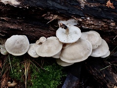 Clitocybe semiocculta