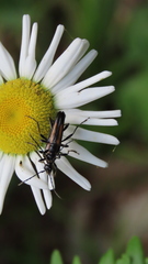 Strangalepta abbreviata