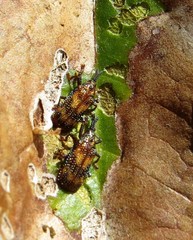 Pentispa sallaei