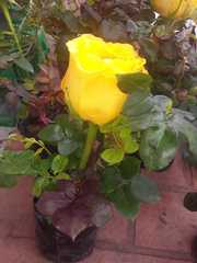 Rosa