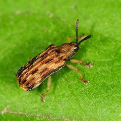 Sumitrosis inaequalis