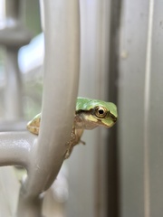Hyla japonica