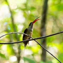 Phaethornis malaris margarettae