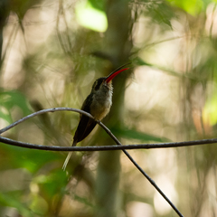 Phaethornis malaris margarettae