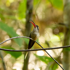 Phaethornis malaris margarettae