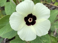 Hibiscus normanii