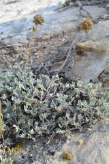 Artemisia capitata