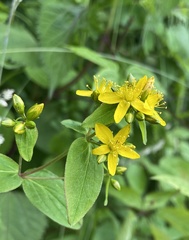 Hypericum mitchellianum