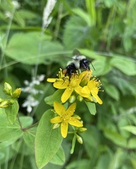 Hypericum mitchellianum