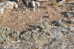 Artemisia capitata