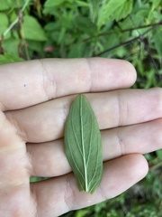 Hypericum mitchellianum