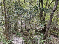 Graptophyllum excelsum