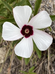 Hibiscus normanii