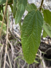 Hibiscus normanii