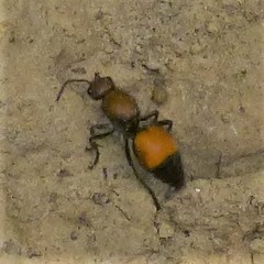 Dasymutilla montivagoides