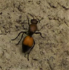 Dasymutilla montivagoides
