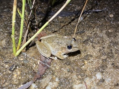 Litoria inermis
