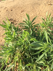 Buglossoides arvensis
