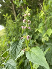 Stachys latidens