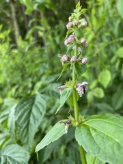 Stachys latidens