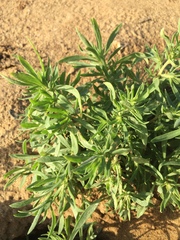 Buglossoides arvensis