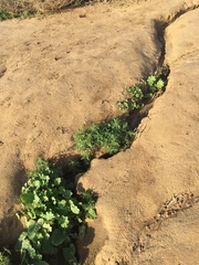 Buglossoides arvensis