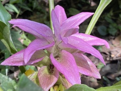 Curcuma australasica