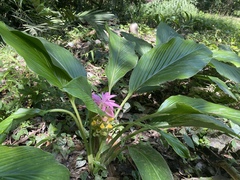 Curcuma australasica