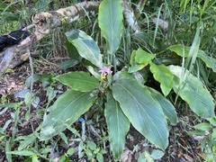 Curcuma australasica