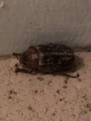 Polyphylla variolosa