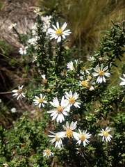 Diplostephium spinulosum